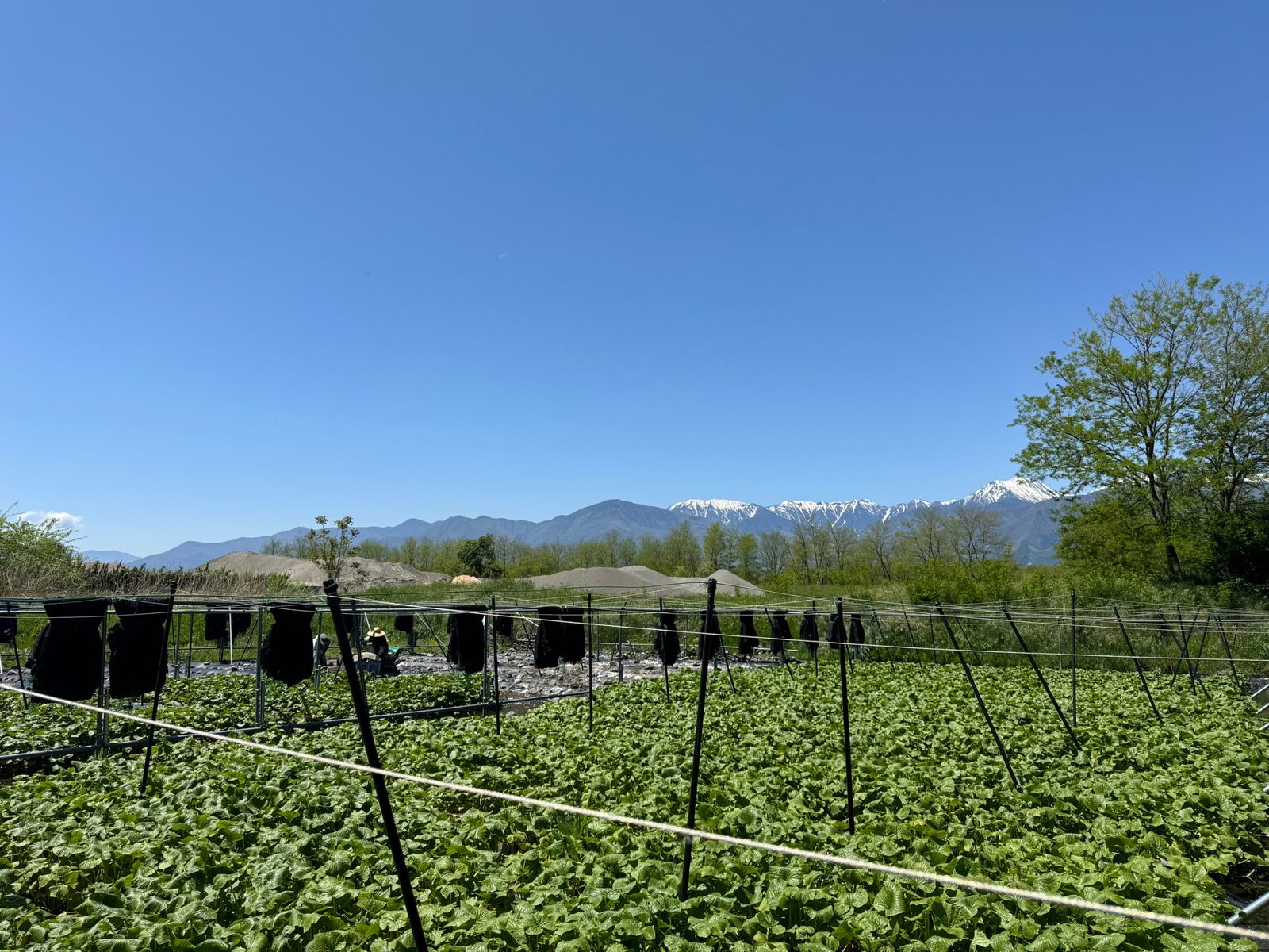 Wasabi farm in Nagano, Japan, with the Japanese Alps behind